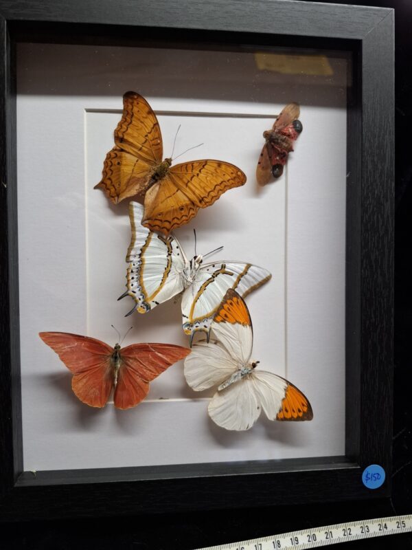 Framed Butterfly Collection - Orange/White