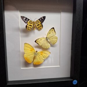 Framed Butterfly Collection - Yellow