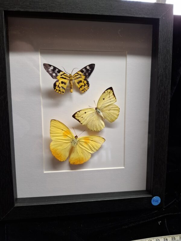 Framed Butterfly Collection - Yellow
