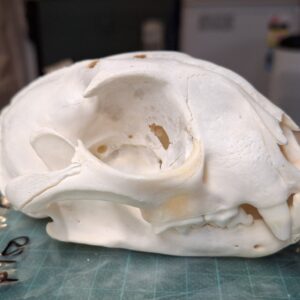 Skull - Caracal  - Damaged