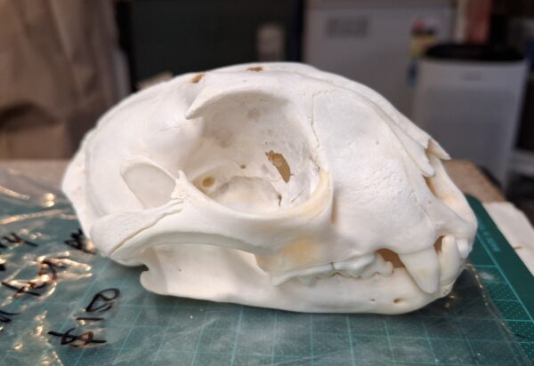 Skull - Caracal  - Damaged