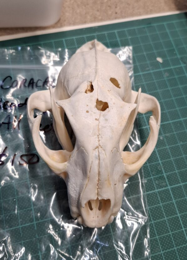 Skull - Caracal  - Damaged - Image 2