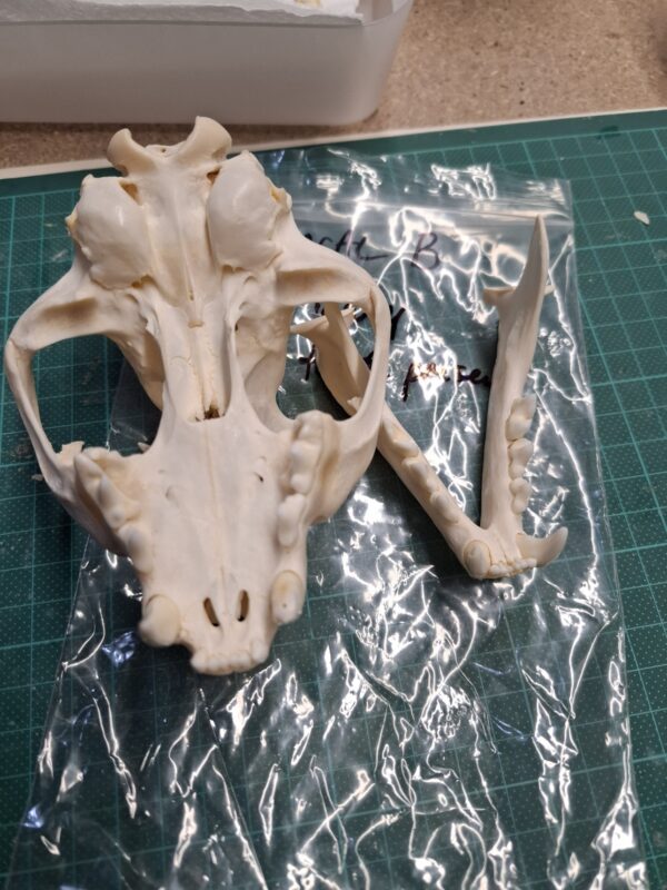 Skull - Caracal  - Damaged - Image 3