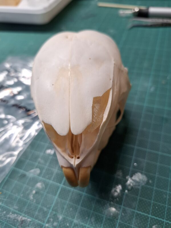 Skull - Porcupine - Adolescent, minor damage - Image 2