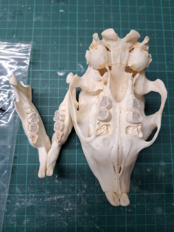 Skull - Porcupine - Adolescent, minor damage - Image 3