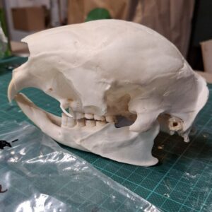 Skull - Porcupine B Grade, damaged