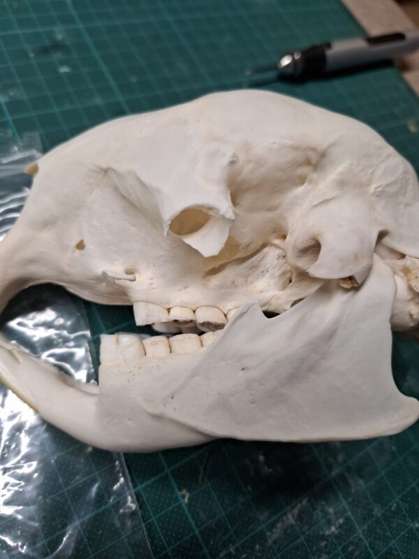 Skull - Porcupine B Grade, damaged - Image 2