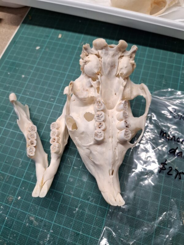 Skull - Porcupine B Grade, damaged - Image 3
