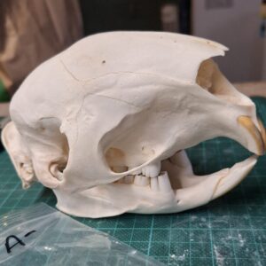 Skull - Porcupine A- grade, missing tooth