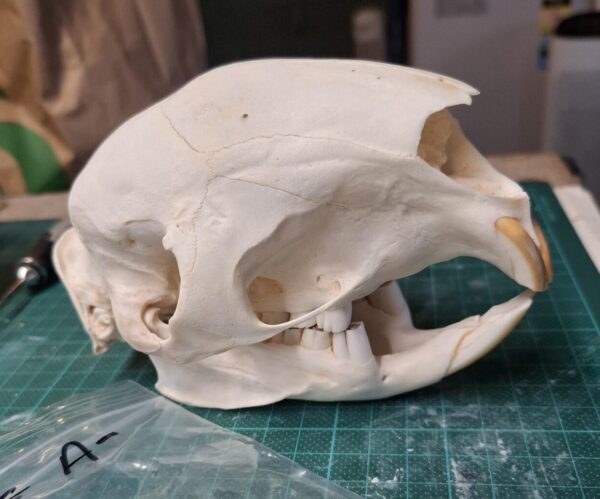 Skull - Porcupine A- grade, missing tooth