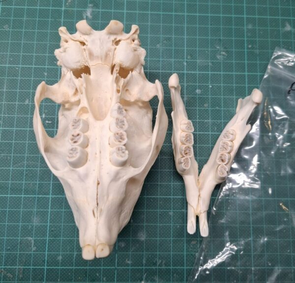 Skull - Porcupine A- grade, missing tooth - Image 2