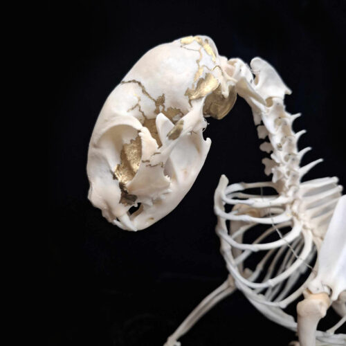 Edvard was our own beautiful boy, hit by a vehicle outside our house one night. The gold detailing is in the style of 'kintsugi', a Japanese art that highlights repairs done to a thing that holds worth.