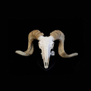 Skull - Merino Ram