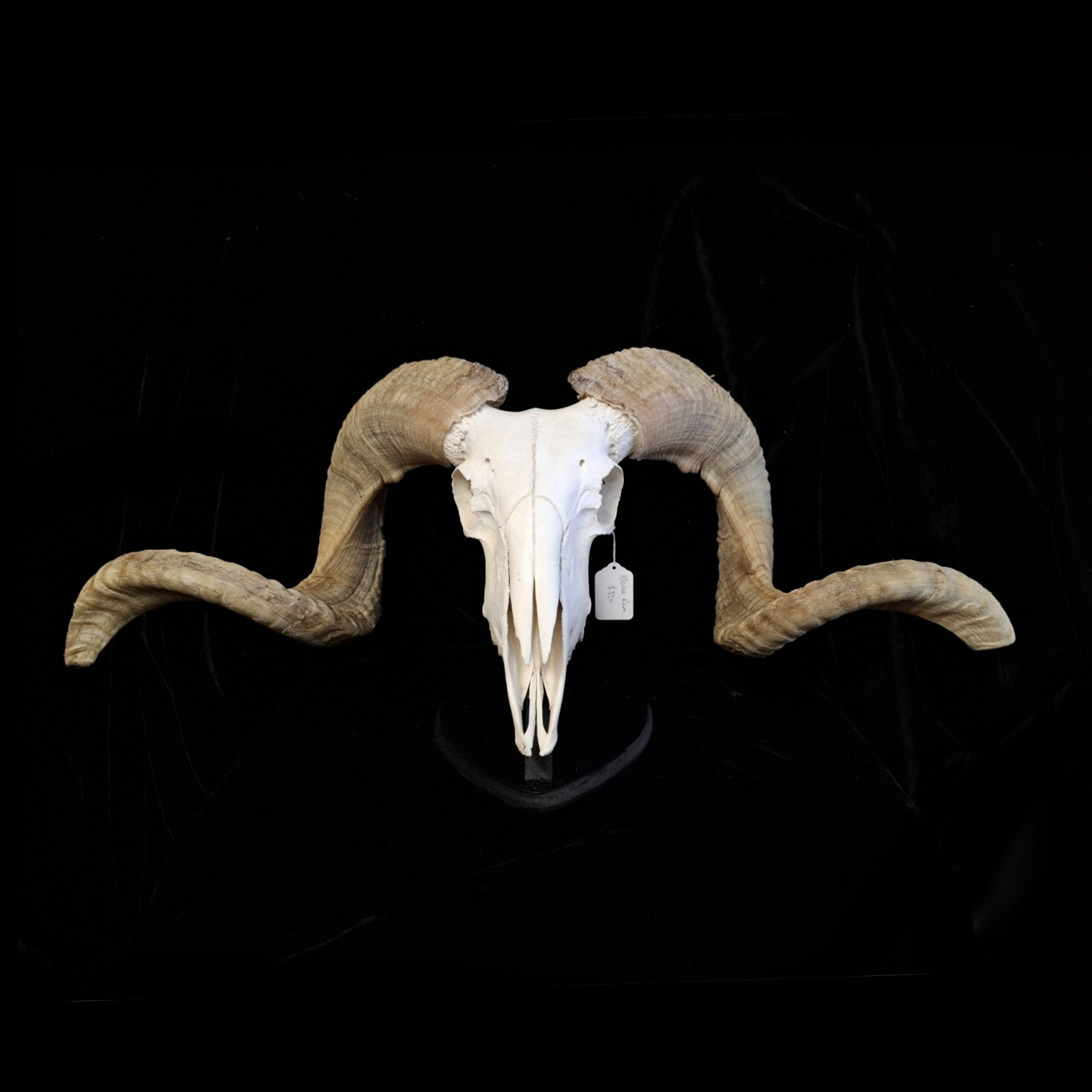 Skull - Merino Ram (Large)