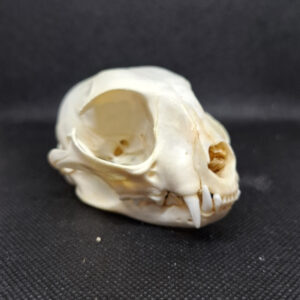 Skull - African Wild Cat, minor teeth missing