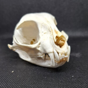 Skull - African Wild Cat, minor teeth missing