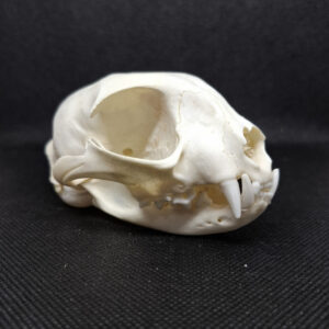 Skull - African Wild Cat, some teeth missing