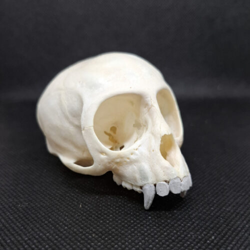 Vervet top remodelled teeth 125