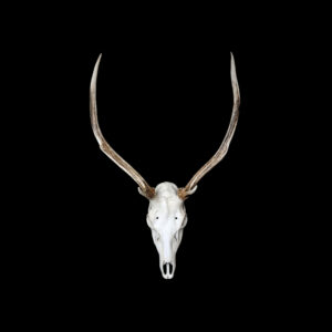 Skull - Stag - Ready to Hang