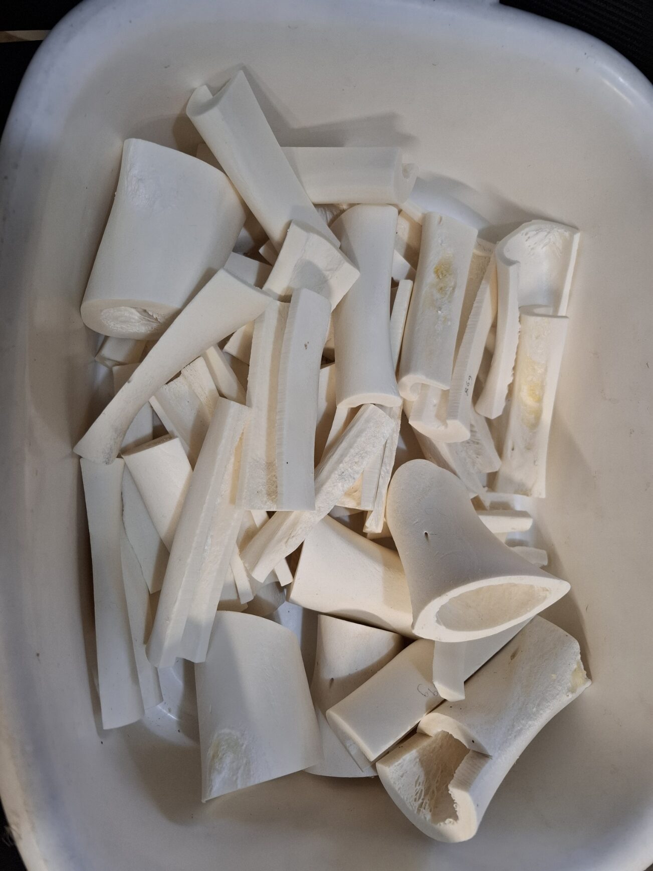 Bone Blanks for Carving (100 grams) - the funny shaped ones