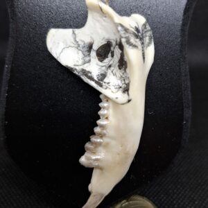 Necklace - Decorated Possum Jaw