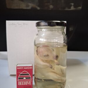 Wet Specimen - Wallaby Joey