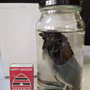 Wet Specimen - Bird