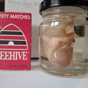 Wet Specimen - Possum Joey