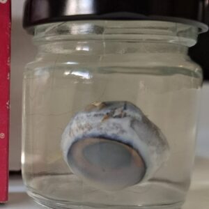 Wet Specimen - Cat