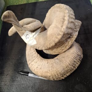 Ram Horn NOT matching sets