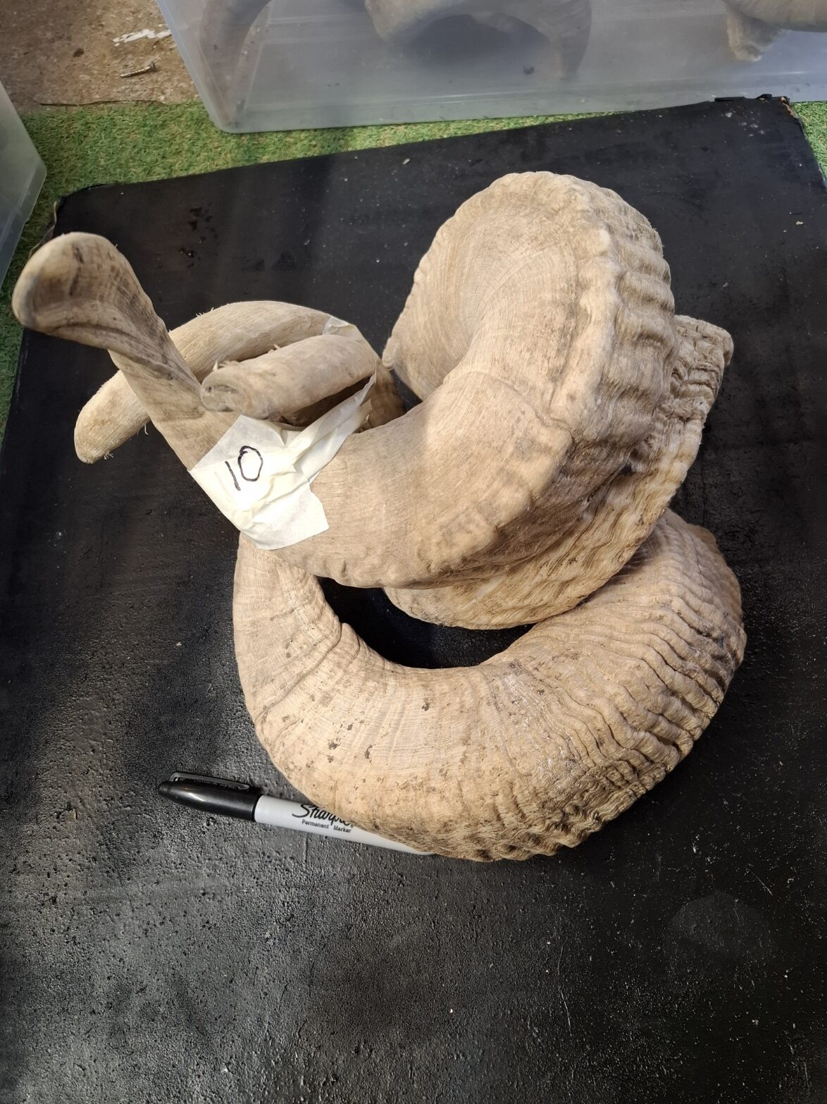 Ram Horn NOT matching sets