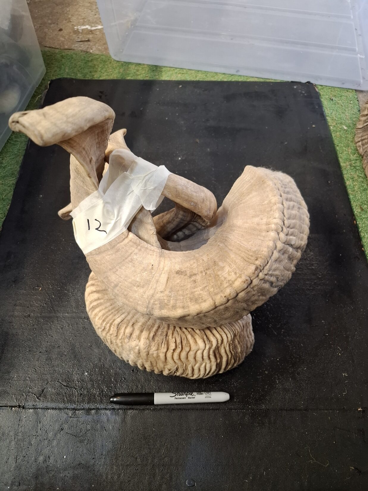 Ram Horn NOT matching sets - Image 2