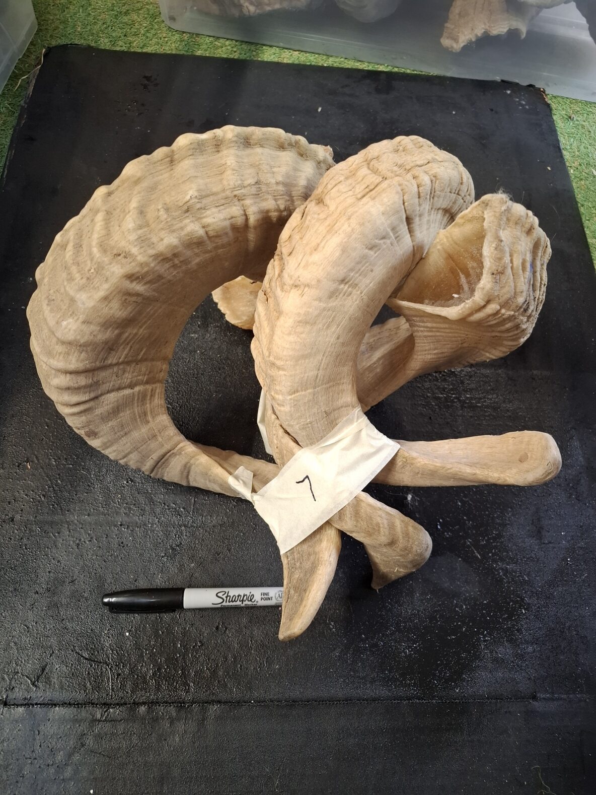 Ram Horn NOT matching sets - Image 5