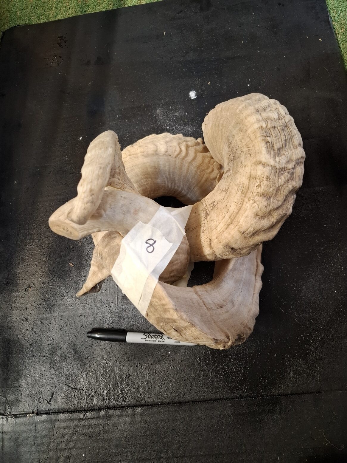 Ram Horn NOT matching sets - Image 4