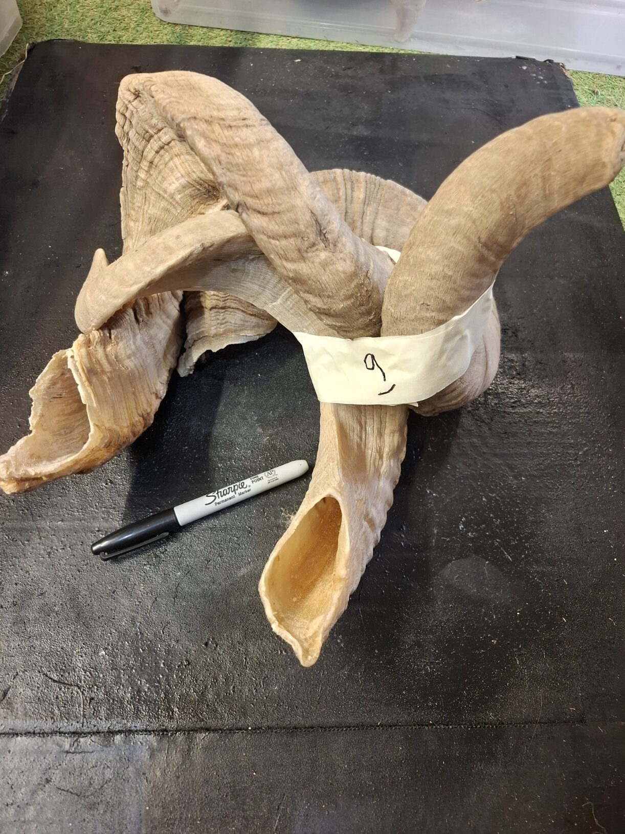 Ram Horn NOT matching sets - Image 3